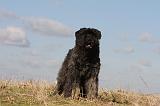 BOUVIER DES FLANDRES 262